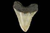 Huge, Fossil Megalodon Tooth - North Carolina #124941-2
